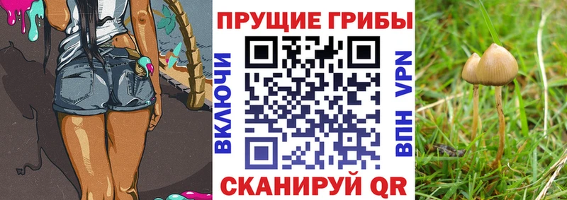 Псилоцибиновые грибы прущие грибы  Бологое 
